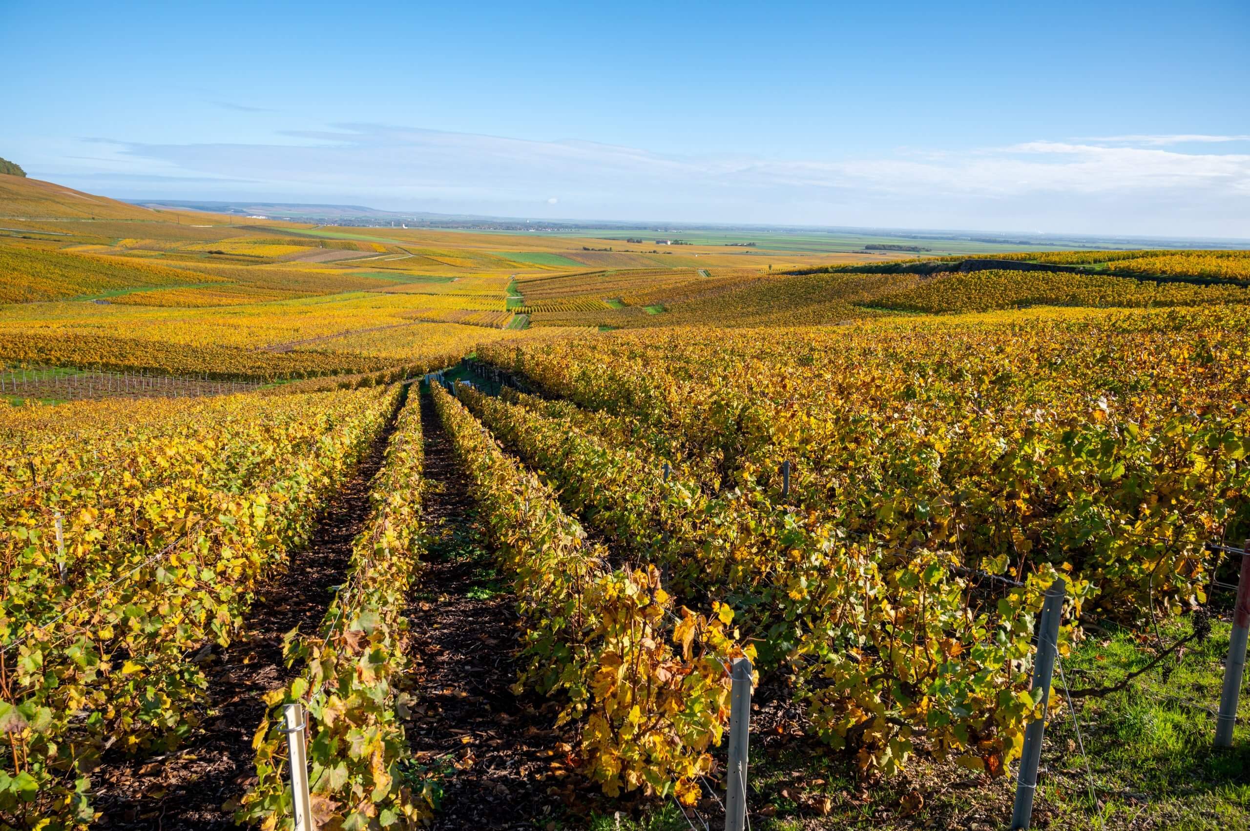 Photo des vignes Côte des Blancs